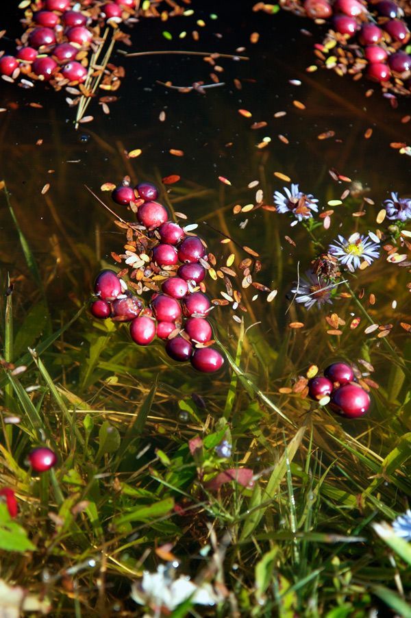 Harvesting cranberries in England, United Kingdom