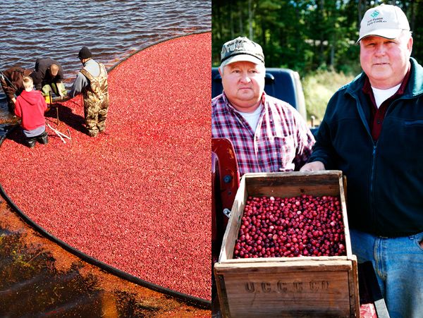 Harvesting cranberries in England, United Kingdom