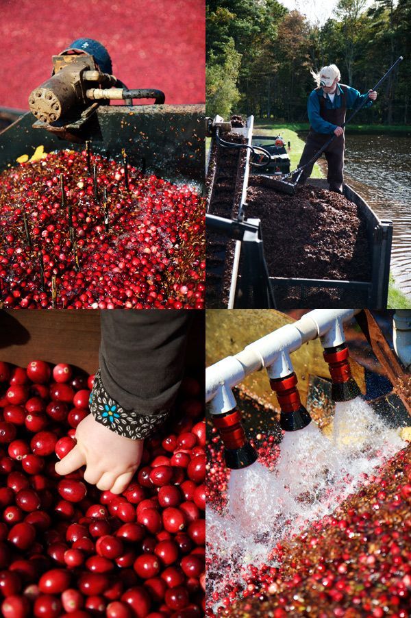 Harvesting cranberries in England, United Kingdom