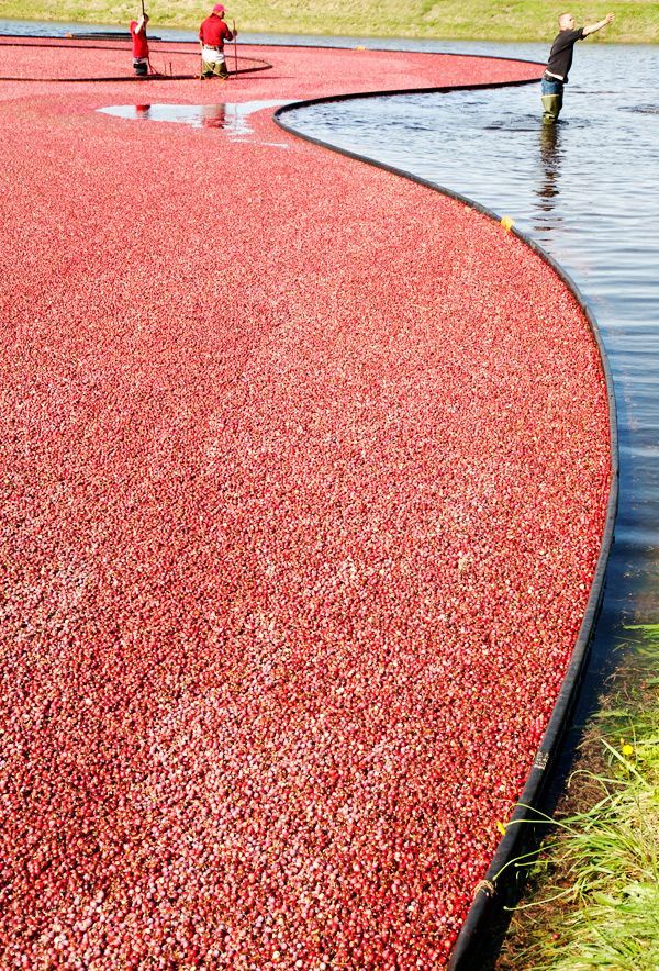 Harvesting cranberries in England, United Kingdom