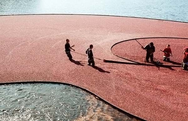 Harvesting cranberries in England, United Kingdom