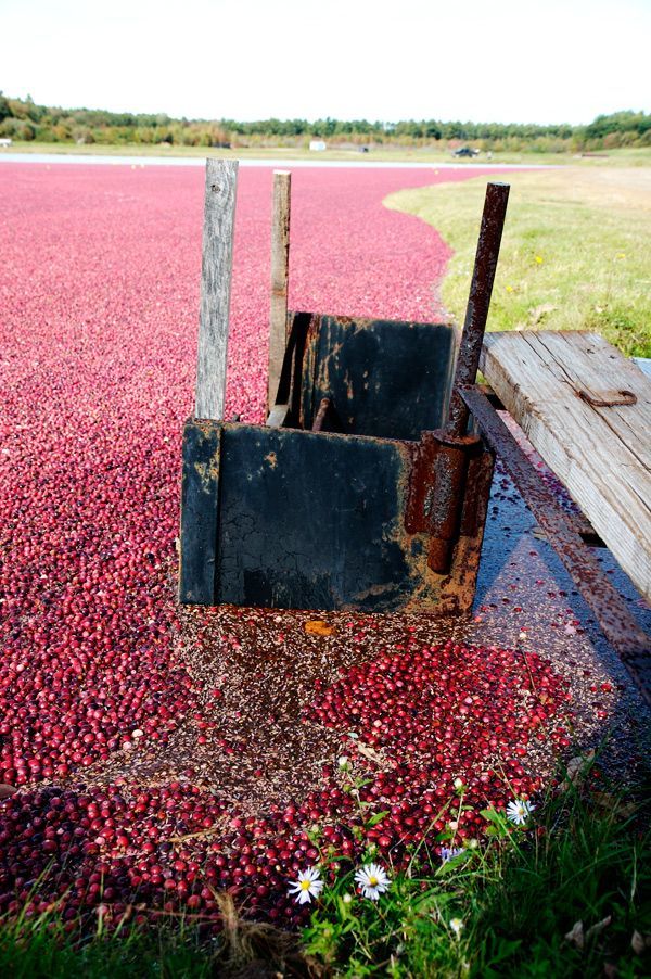 Harvesting cranberries in England, United Kingdom