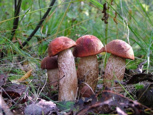 mushrooms