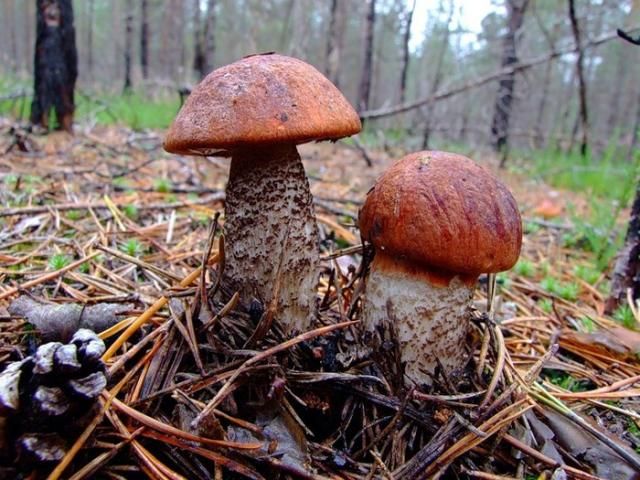 mushrooms