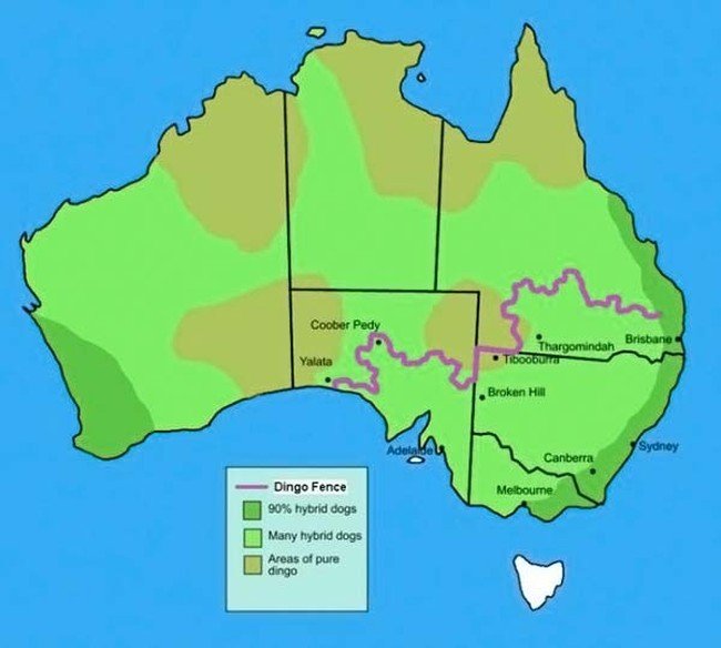 The longest fence in the world, 5614 km, Australia