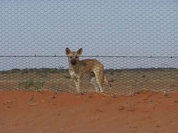 The longest fence in the world, 5614 km, Australia