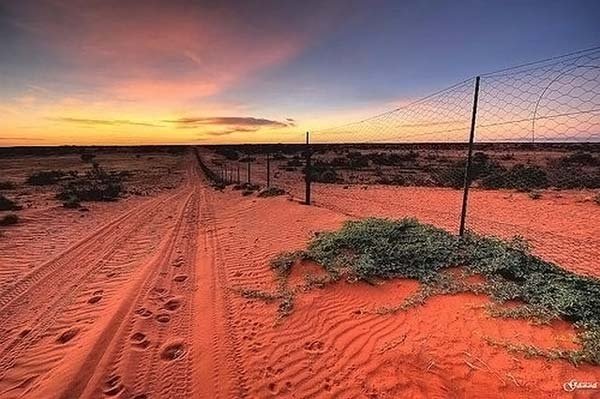 The longest fence in the world, 5614 km, Australia