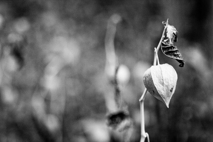 Chernobyl Nuclear Power Plant exclusion zone, Pripyat, Ivankiv Raion, Ukraine