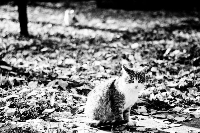 Chernobyl Nuclear Power Plant exclusion zone, Pripyat, Ivankiv Raion, Ukraine