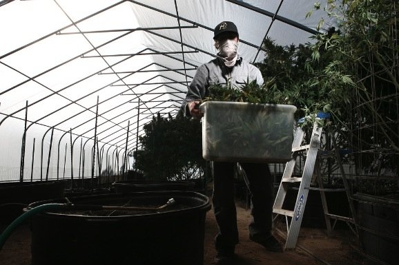 Production of cannabis cigarettes, Marin County, California, United States