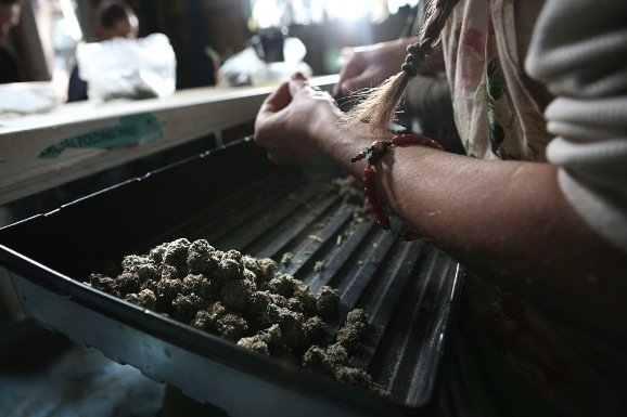 Production of cannabis cigarettes, Marin County, California, United States