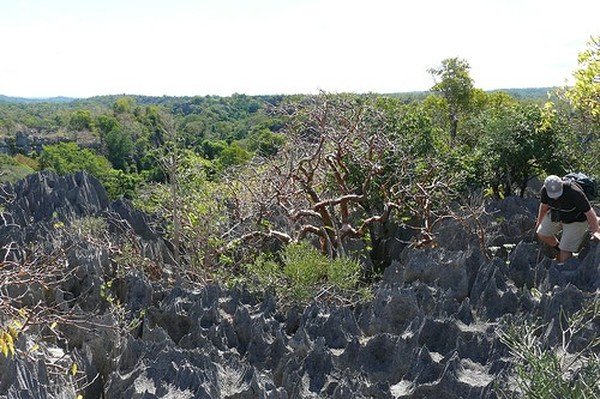 Stone Forest in Madagascar, Manambulu - Bemaraha