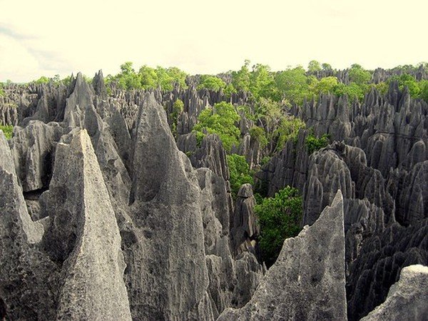 Stone Forest in Madagascar, Manambulu - Bemaraha