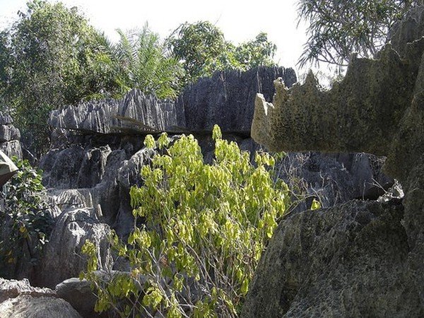 Stone Forest in Madagascar, Manambulu - Bemaraha