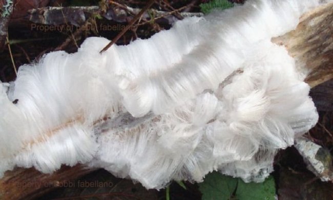 Tree with white hair (ice)