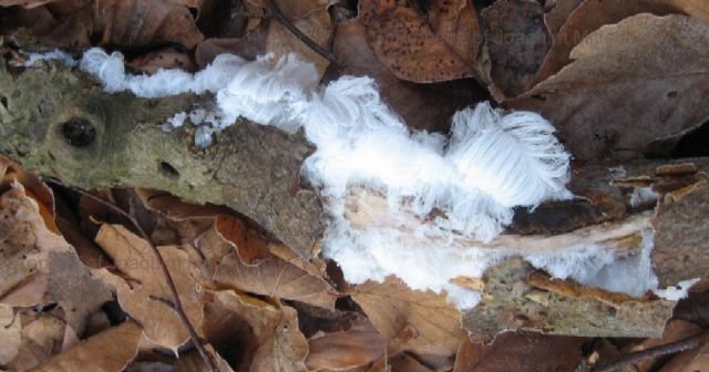 Tree with white hair (ice)