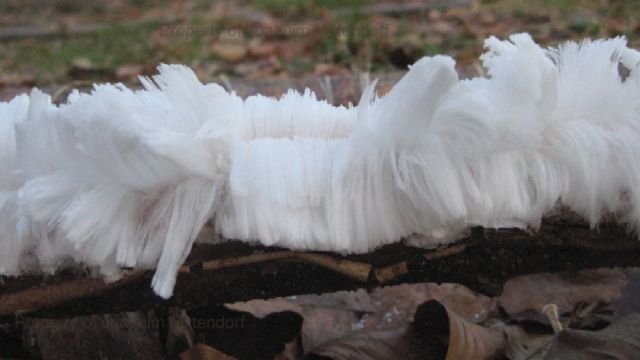 Tree with white hair (ice)