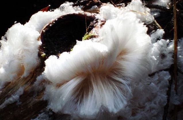 Tree with white hair (ice)