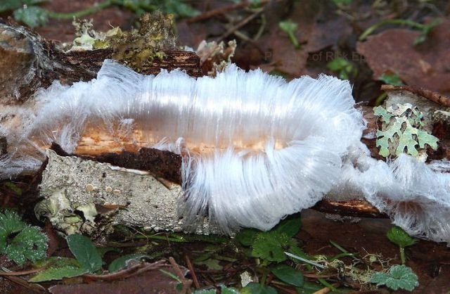 Tree with white hair (ice)