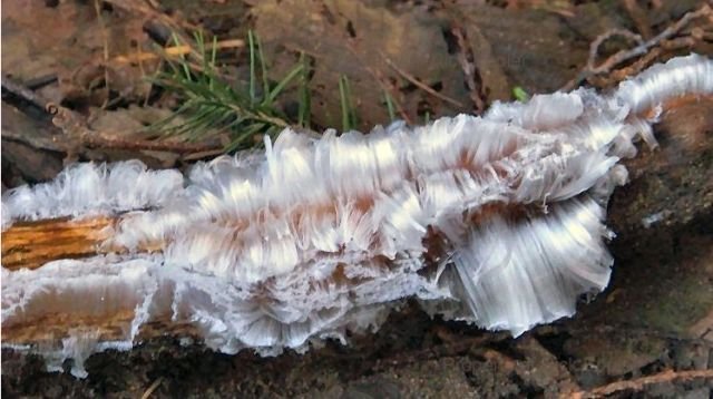 Tree with white hair (ice)