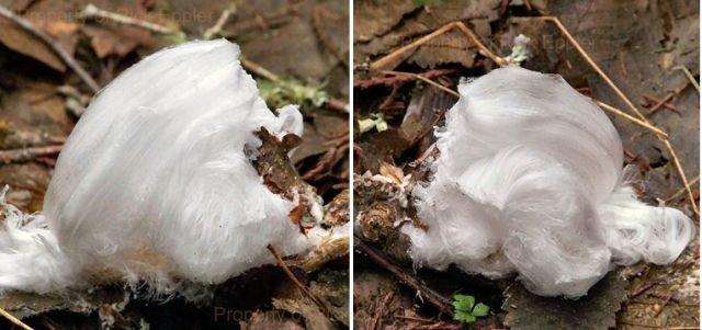 Tree with white hair (ice)