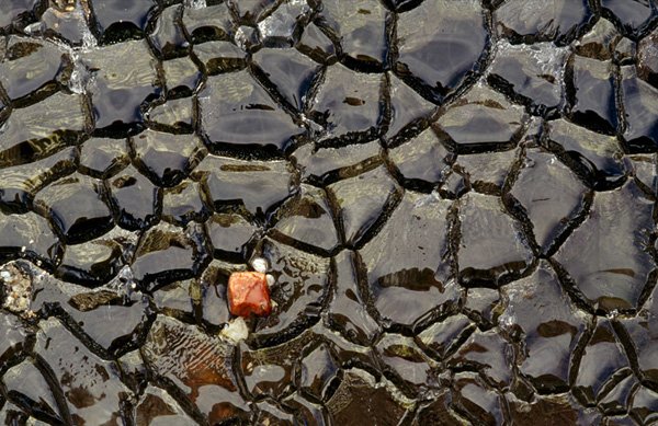 patterns from the nature