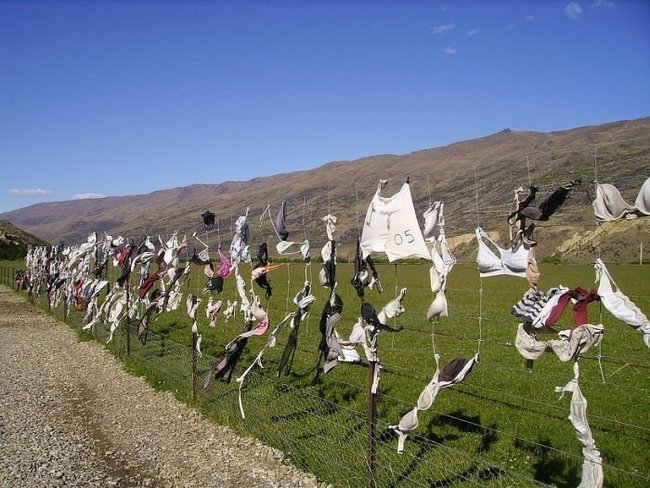 Bra fence, idea by John Lee, 66-year-old farmer, New Zealand