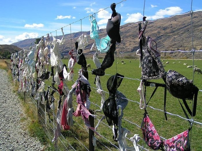 Bra fence, idea by John Lee, 66-year-old farmer, New Zealand