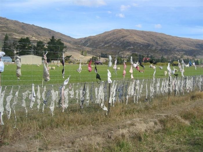 Bra fence, idea by John Lee, 66-year-old farmer, New Zealand