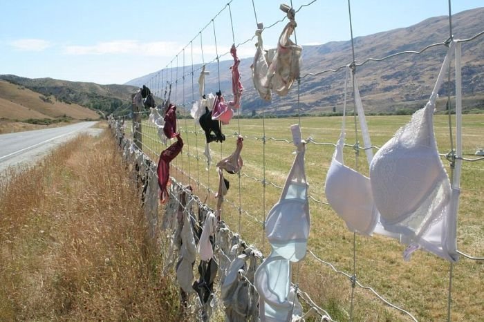 Bra fence, idea by John Lee, 66-year-old farmer, New Zealand