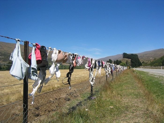 Bra fence, idea by John Lee, 66-year-old farmer, New Zealand