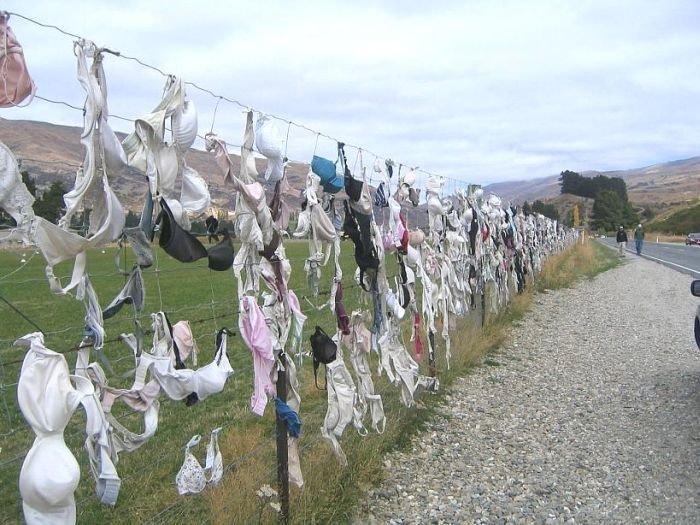 Bra fence, idea by John Lee, 66-year-old farmer, New Zealand