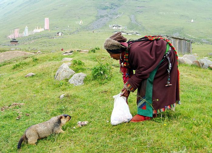 Tibet