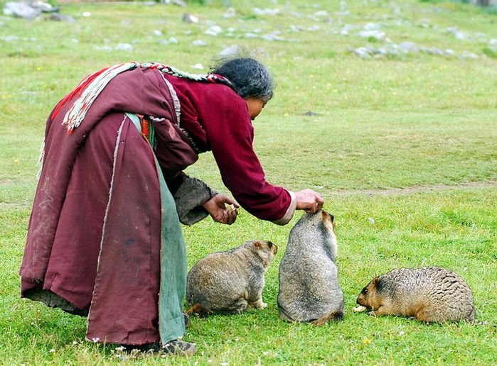 Tibet