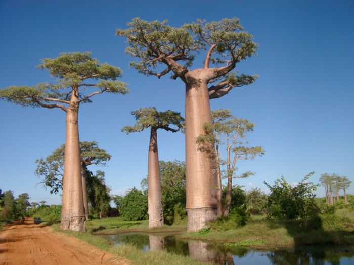 original nature tree creatures