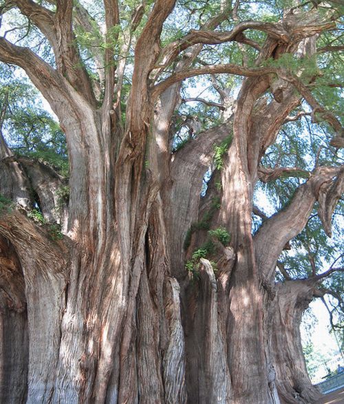 original nature tree creatures