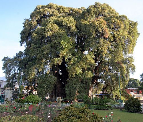 original nature tree creatures