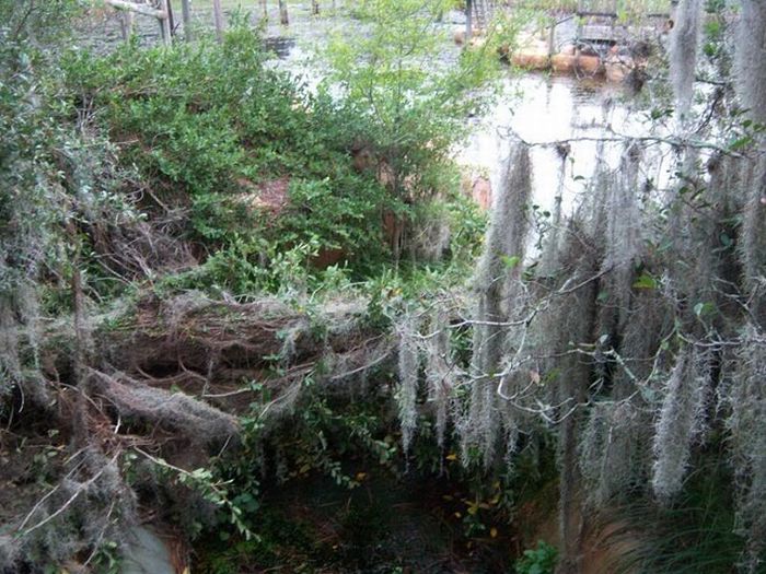 The abandoned water park in Walt Disney World, United States