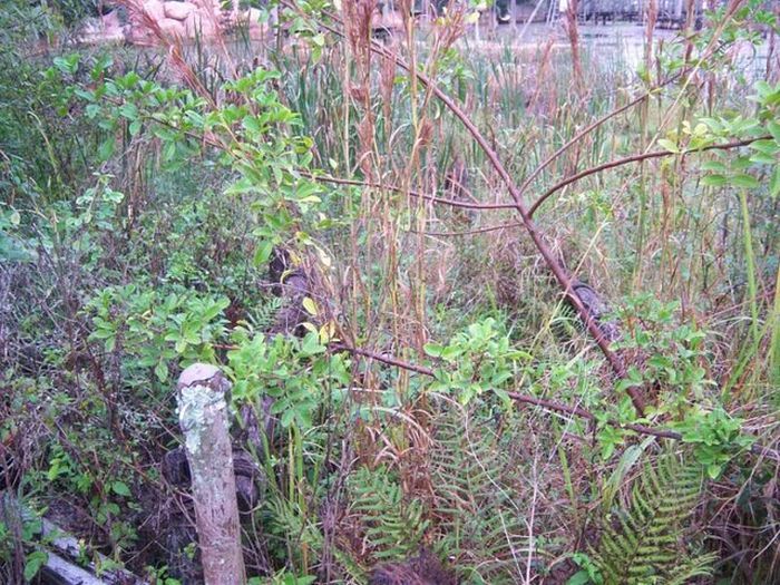 The abandoned water park in Walt Disney World, United States