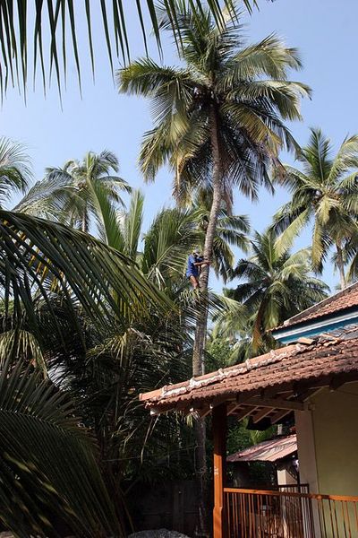 Nutting coconuts, Goa, Panaji, India