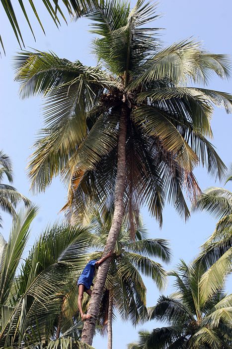 Nutting coconuts, Goa, Panaji, India