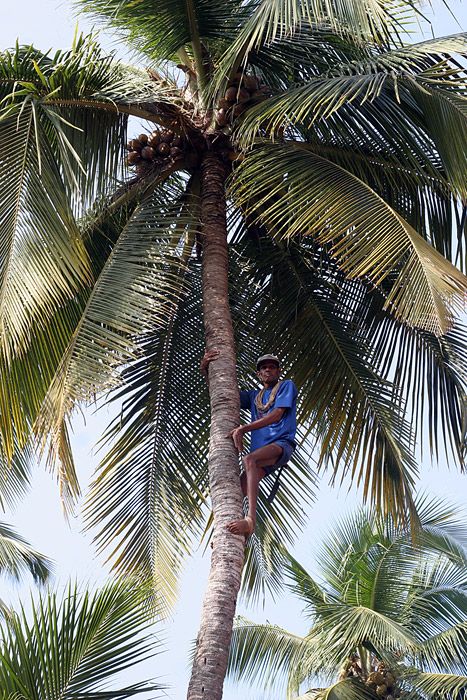 Nutting coconuts, Goa, Panaji, India