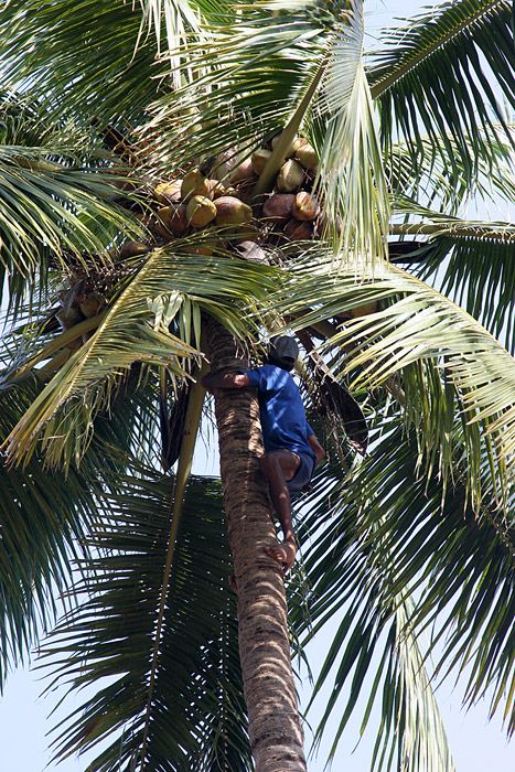 Nutting coconuts, Goa, Panaji, India