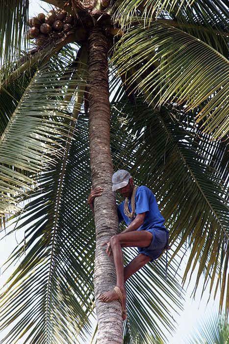 Nutting coconuts, Goa, Panaji, India