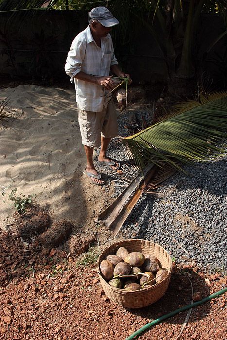 Nutting coconuts, Goa, Panaji, India