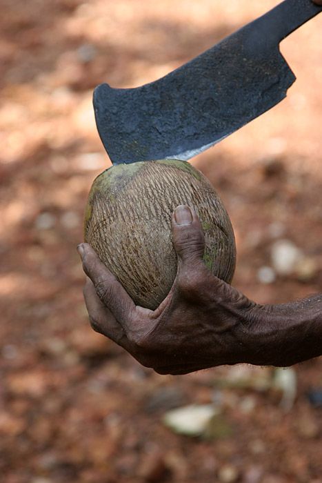 Nutting coconuts, Goa, Panaji, India