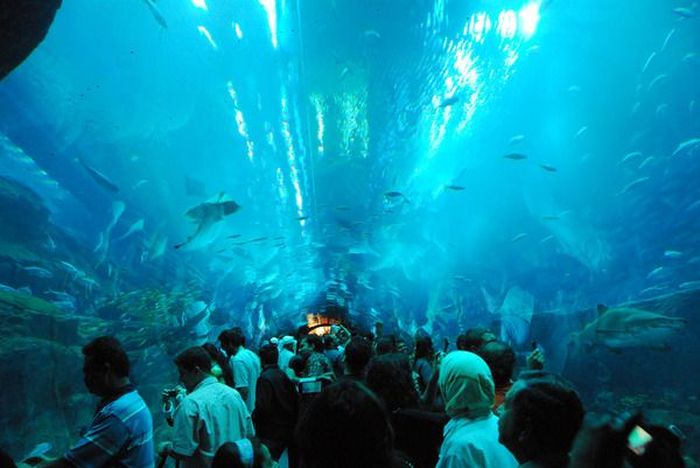 Aquarium springs a leak in Dubai Mall, United Arab Emirates