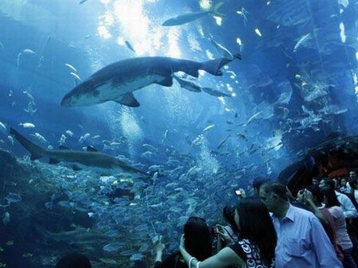 Aquarium springs a leak in Dubai Mall, United Arab Emirates