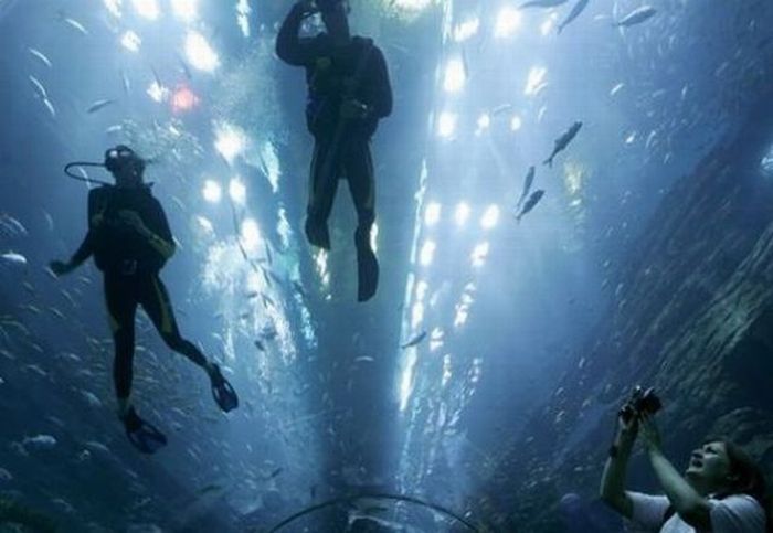 Aquarium springs a leak in Dubai Mall, United Arab Emirates