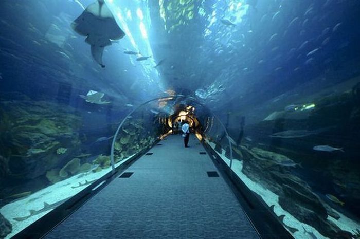 Aquarium springs a leak in Dubai Mall, United Arab Emirates